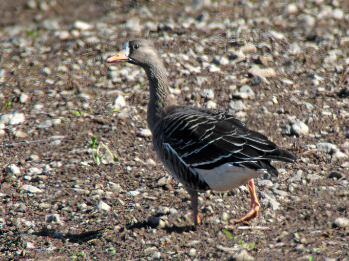 Greater White-fronted Goose
