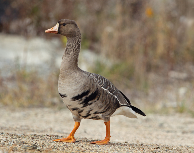 Greater White-fronted Goose