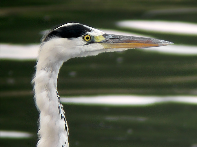 Grey Heron