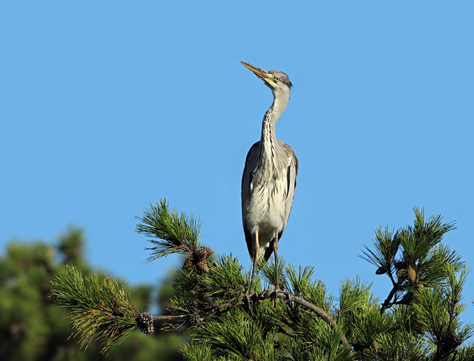 Grey Heron