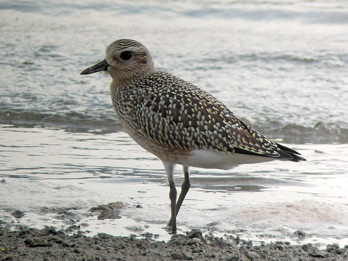 Grey Plover
