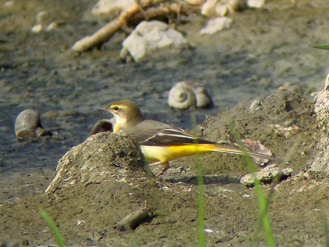 Grey Wagtail