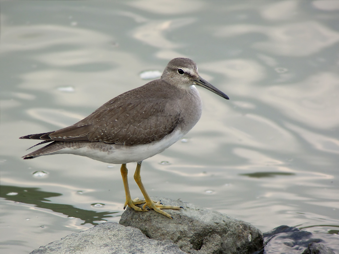 Grey-tailed Tattler
