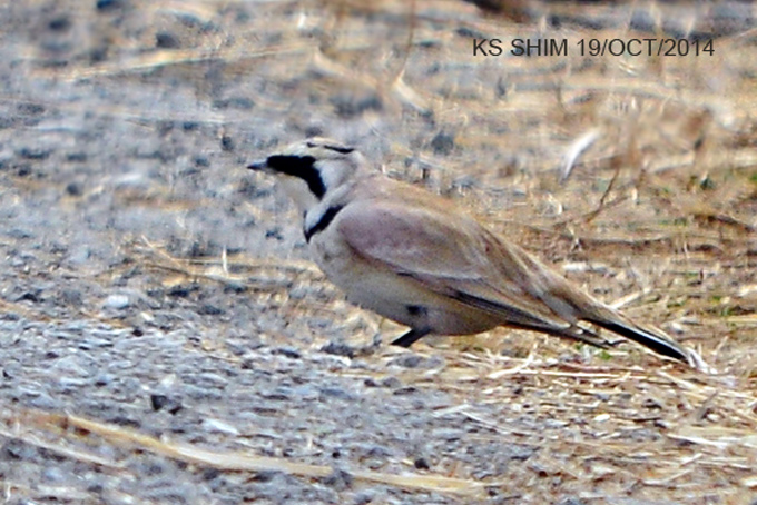 Horned Lark