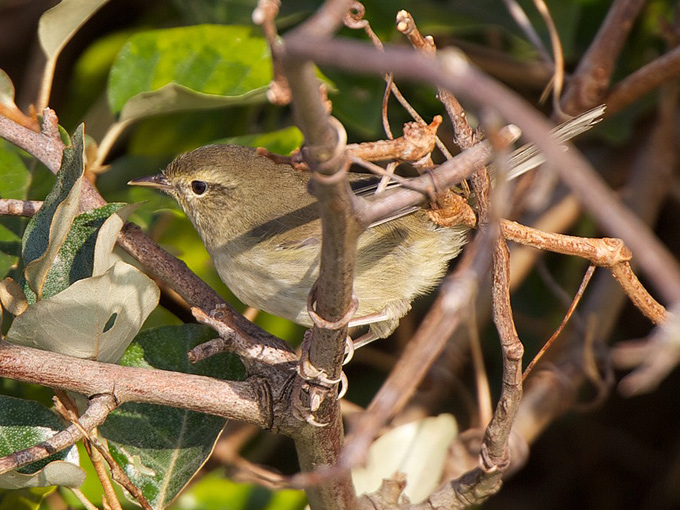 Japanese Bush Warbler