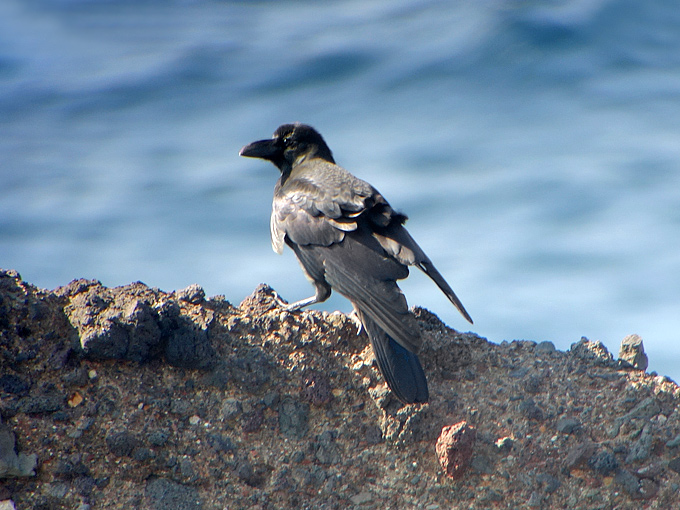 Large-billed Crow