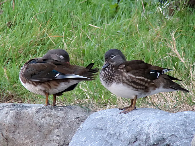 Mandarin Duck