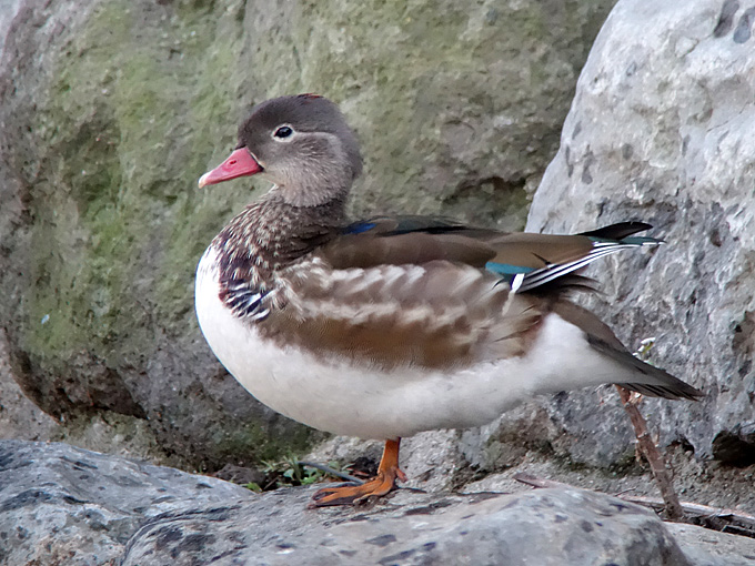 Mandarin Duck