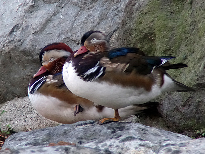 Mandarin Duck