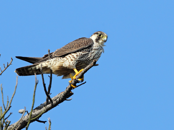 Peregrine Falcon