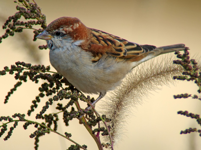 Russet Sparrow