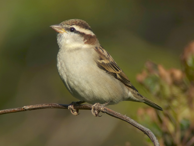 Russet Sparrow