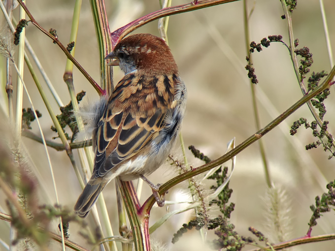 Russet Sparrow