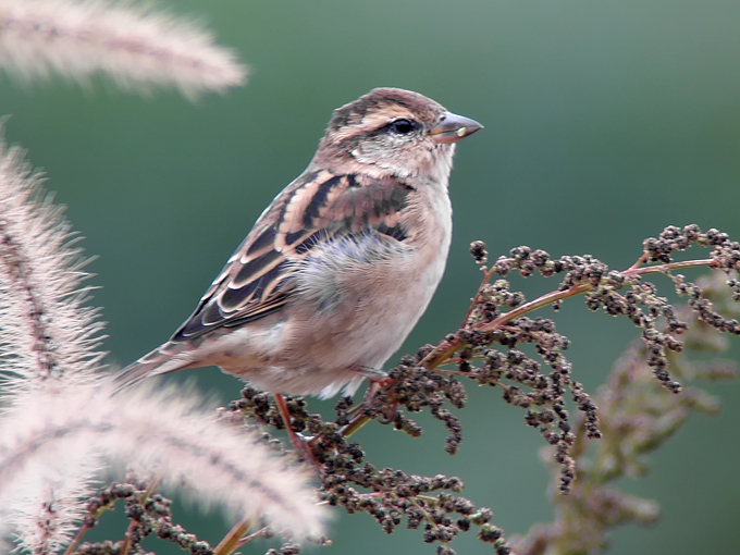 Russet Sparrow