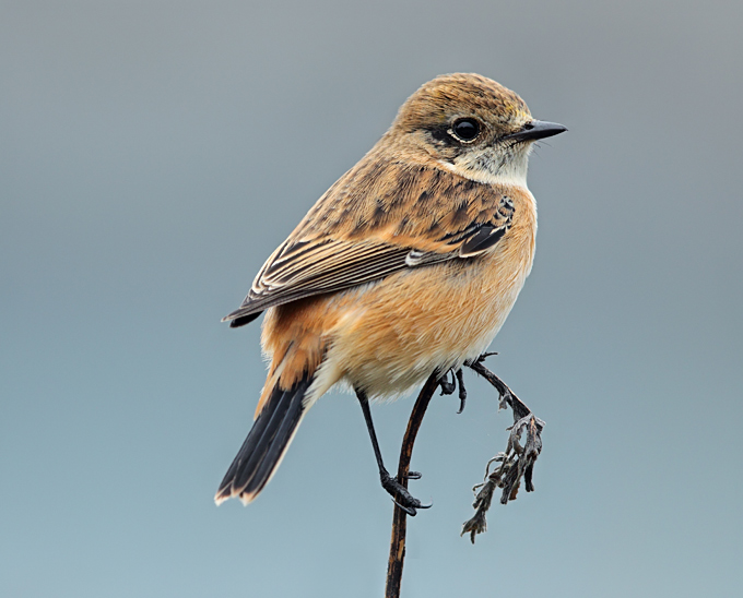 Stejneger's Stonechat