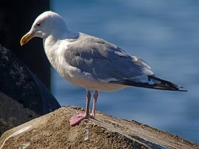 Vega Gull