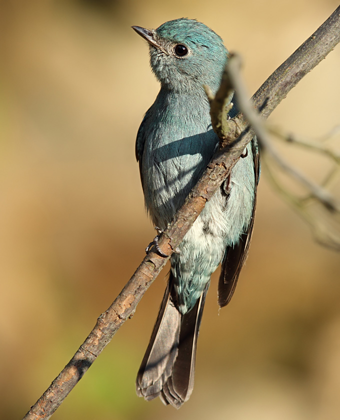 Verditer Flycatcher