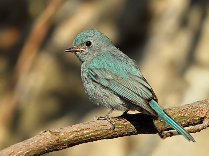 Verditer Flycatcher