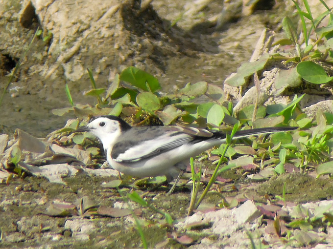 White Wagtail