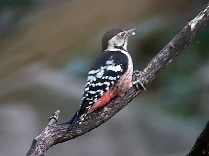 White-backed Woodpecker