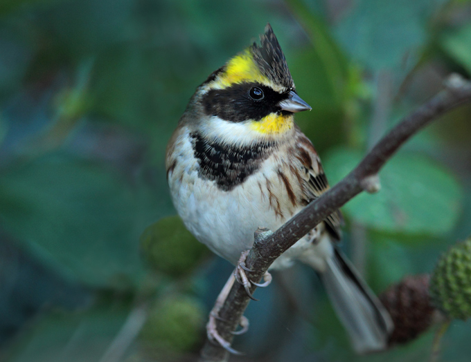 Yellow-throated Bunting