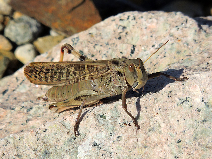 Band-winged Grasshopper