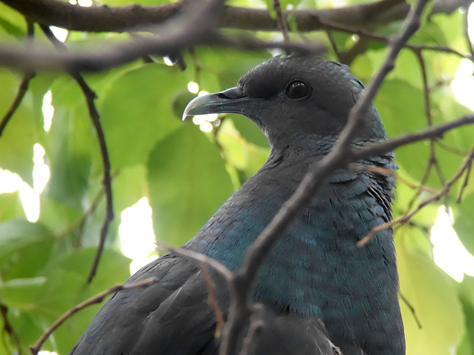 Black Wood Pigeon