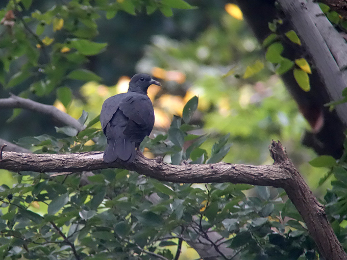 Black Wood Pigeon