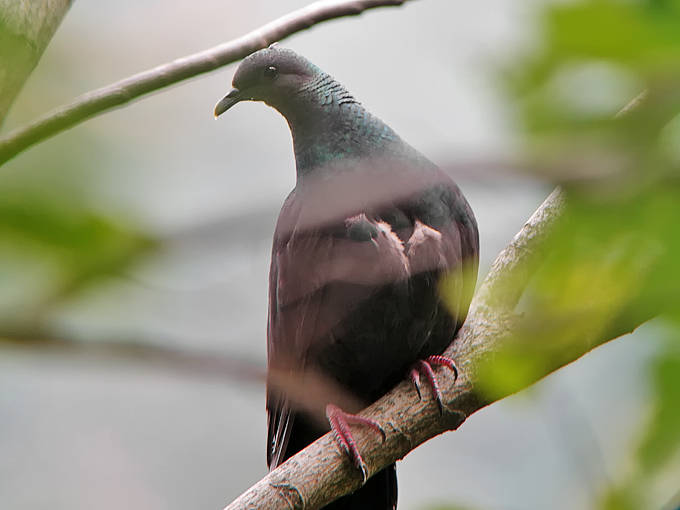 Black Wood Pigeon