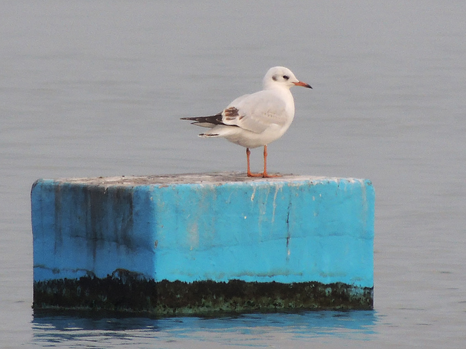 Black-headed Gull