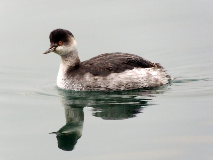 Black-necked Grebe