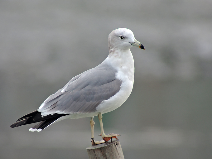 Black-tailed Gull