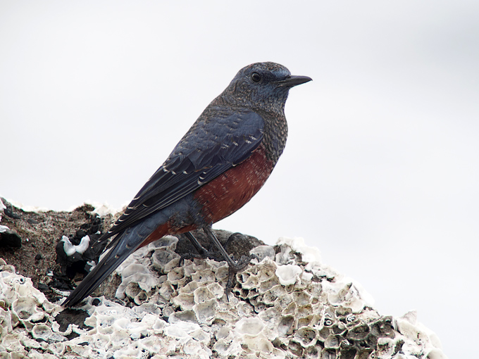 Blue Rock Thrush