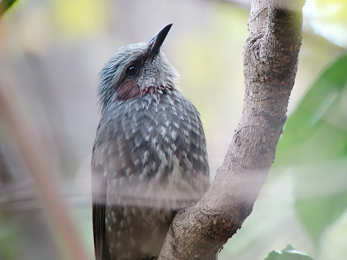 Brown-eared Bulbul