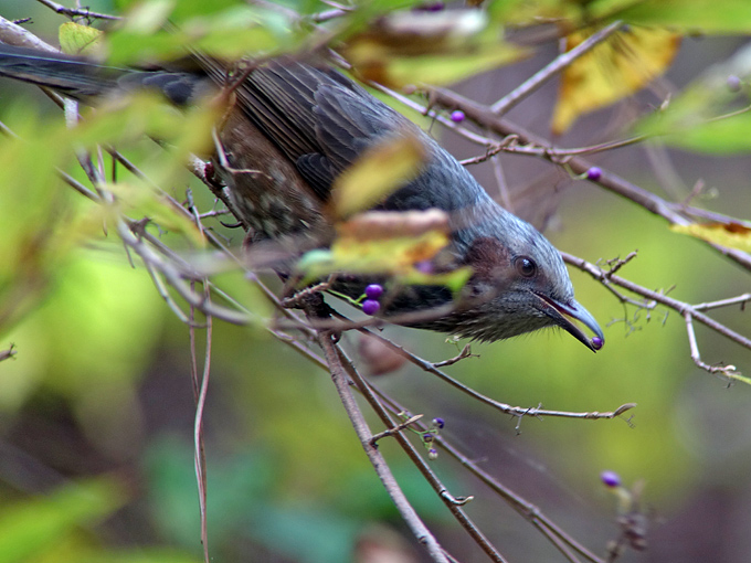 Brown-eared Bulbul