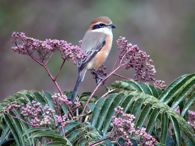 Bull-headed Shrike