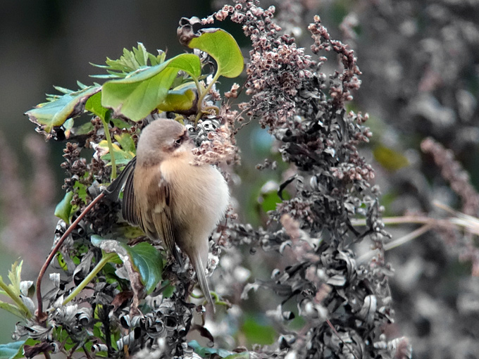 Chinese Penduline Tit