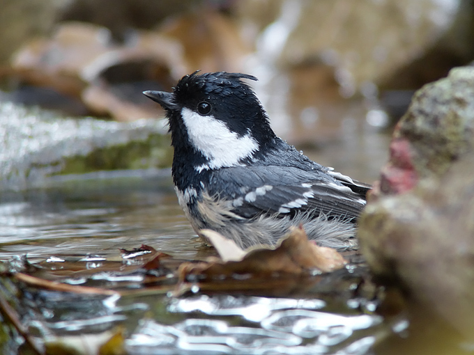 Coal Tit
