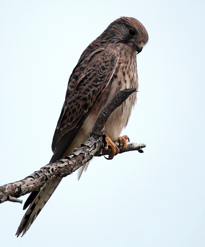 Common Kestrel