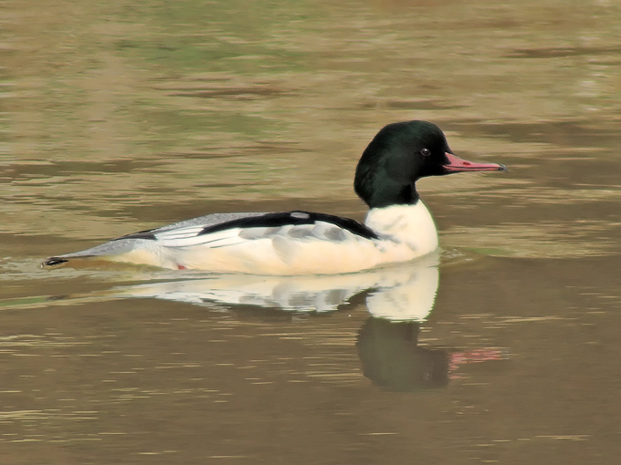 Common Merganser