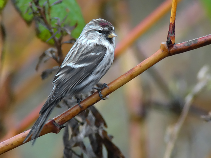 Common Redpoll