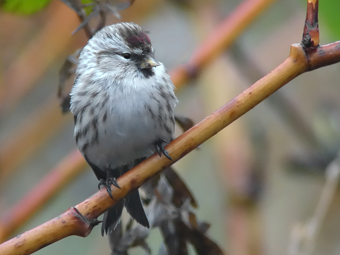 Common Redpoll