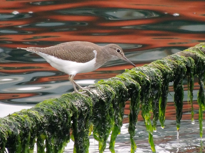 Common Sandpiper