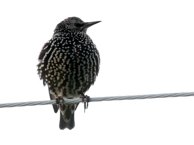 Common Starling
