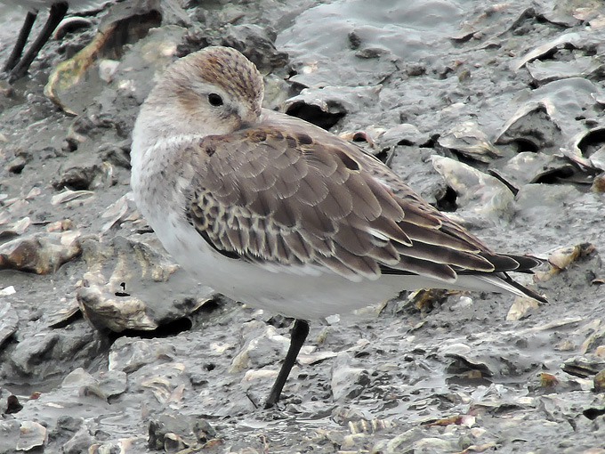 Dunlin