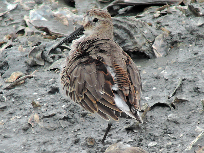 Dunlin