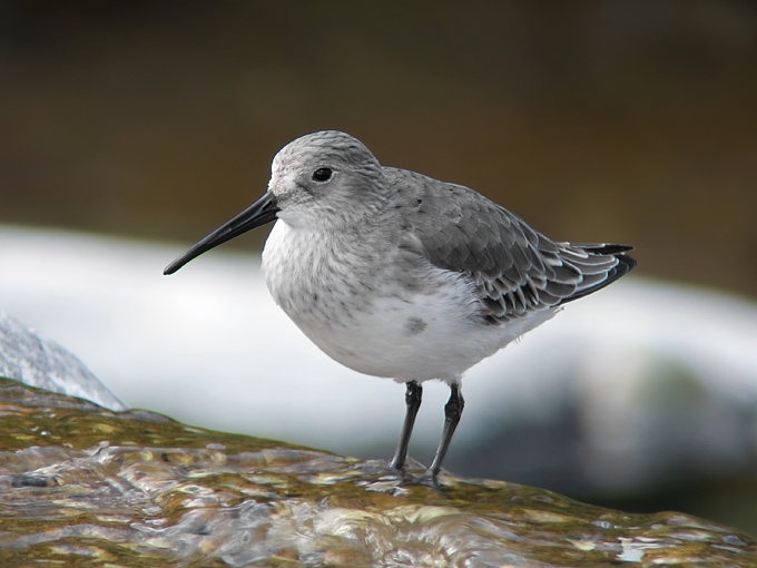 Dunlin