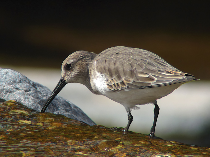 Dunlin