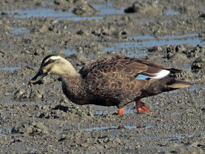 Eastern Spot-billed Duck