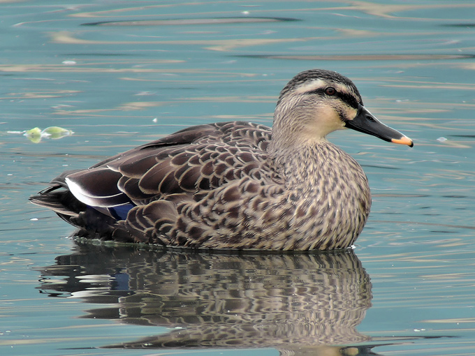 Eastern Spot-billed Duck